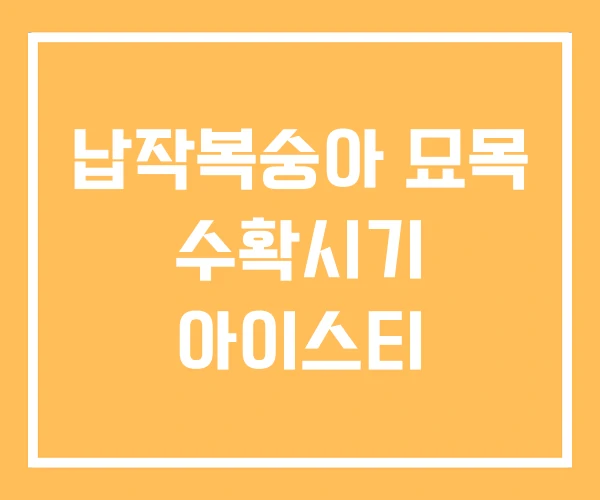 납작복숭아 묘목 수확시기 아이스티